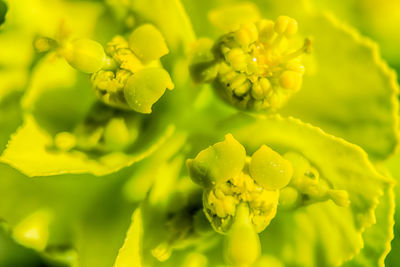 Close-up of yellow flowering plant