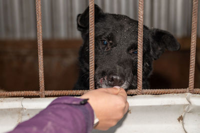 Homeless dog in a cage at a shelter. homeless dog behind the bars looks with huge sad eyes