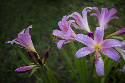 Close-up of pink flowers