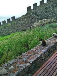 Bird on stone wall by old ruin