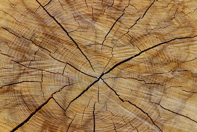 Full frame shot of tree stump