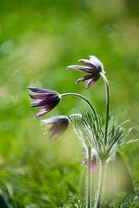 Close-up of purple flowering plant on field