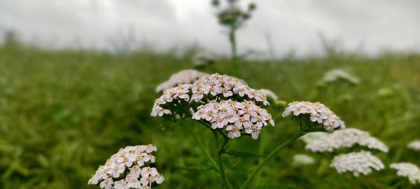 Close-up of white flowering plants on field