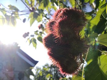 Low angle view of flower tree against sky