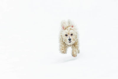 Portrait of dog running on snow