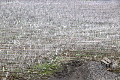 High angle view of a vineyard covered in frost