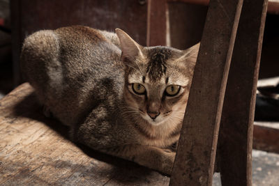 Portrait of cat relaxing on wood