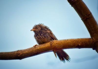 Low angle view of bird perching on branch against sky