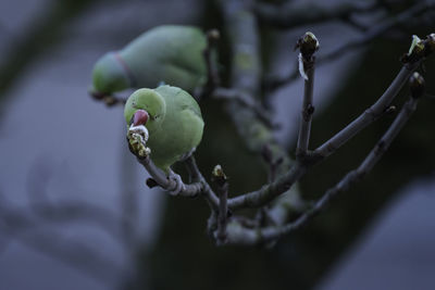 Close-up of parrot eating buds on branch