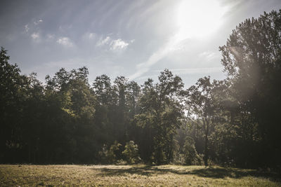 Sunlight streaming through trees in forest against sky