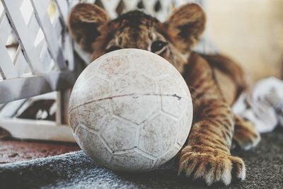 Close-up of lion with ball