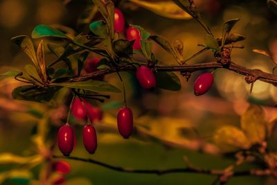 Close-up of red berries growing on tree