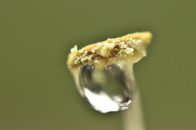 macro photography