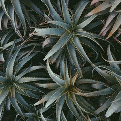 Close-up of green plants