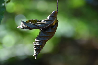 Close-up of insect on leaf