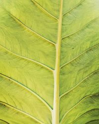 This is a detailed photo of the back of the green taro leaf