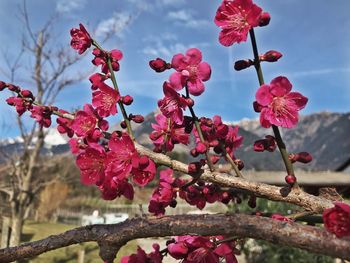 Close-up of pink cherry blossom