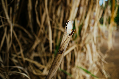 Close-up of sugar cane