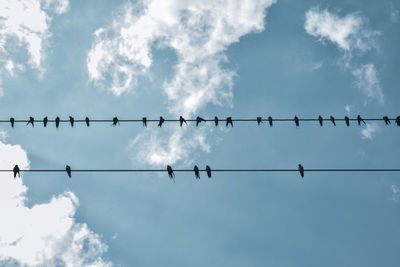 Low angle view of birds perching on cable against sky