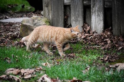 Cat on grass