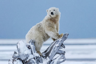 Side view of polar bear on fallen tree