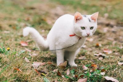 Portrait of cat on field