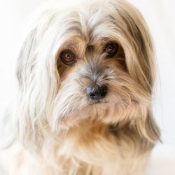 Close-up portrait of a dog