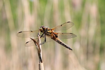 Close-up of dragonfly