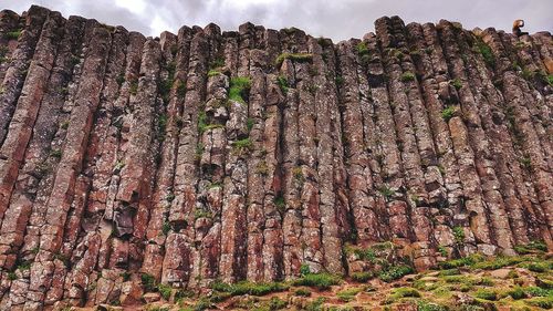 Low angle view of trees on cliff against sky