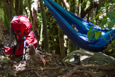 Side view of woman in forest