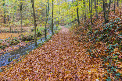 Trees in forest during autumn
