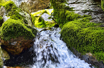 Scenic view of waterfall in forest