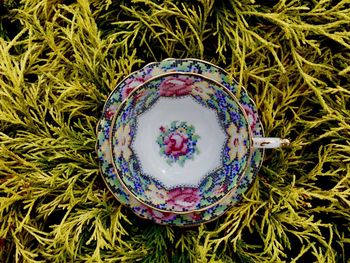 High angle view of multi colored plants