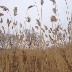 Plants growing on field