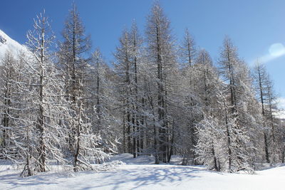 Snow covered trees in forest against sky