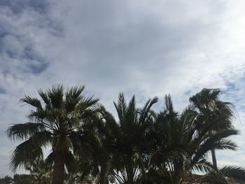 Low angle view of palm trees against sky