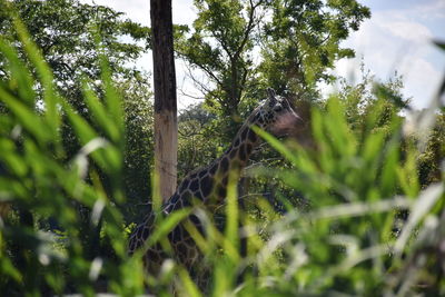 Close-up of lizard on tree against sky