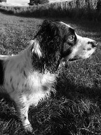 Dog looking away on field