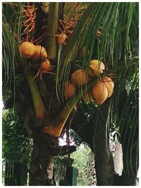 Close-up of fresh plants in farm