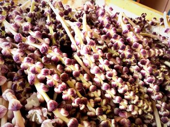 Close-up of purple flowers