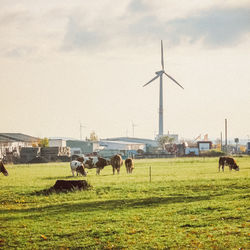 Sheep grazing in a field