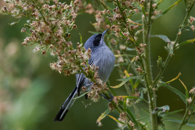 Close-up of bird perching on plant