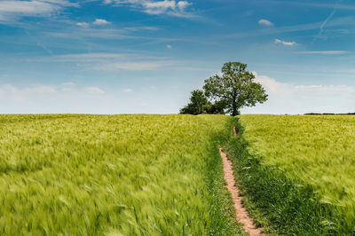 Scenic view of wheat field against sky