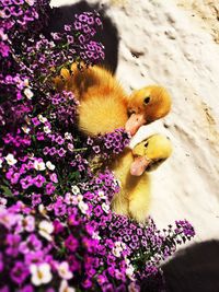 High angle view of a bird on purple flower