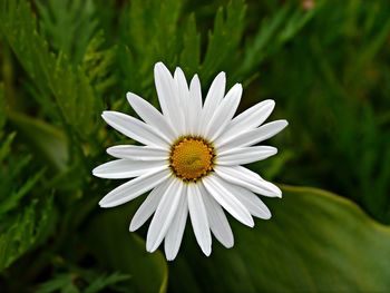 Close-up of white daisy blooming outdoors
