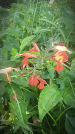 Close-up of red flowers on plant