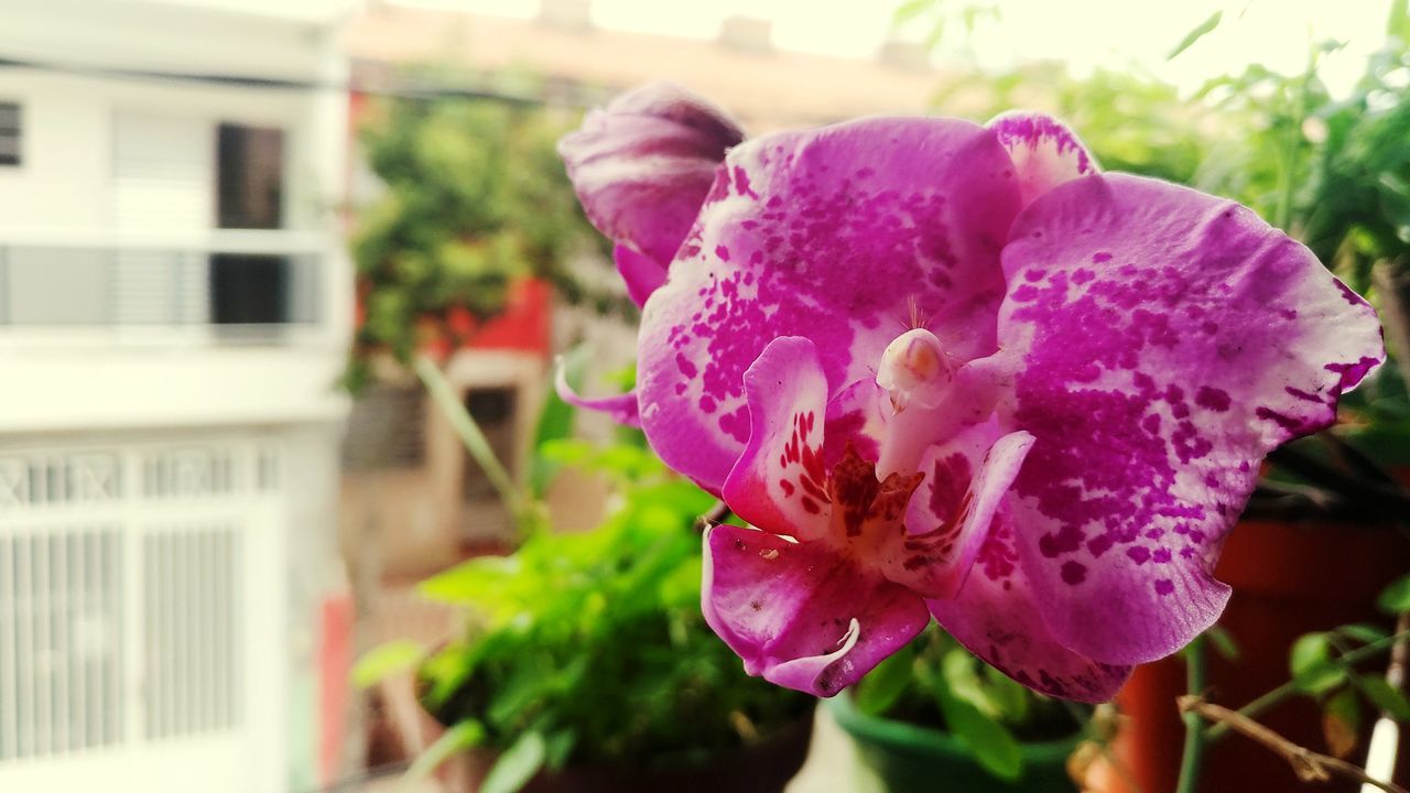 CLOSE-UP OF PINK FLOWER