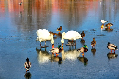 High angle view of swans swimming on lake