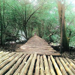 Wooden boardwalk in forest