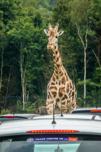 View of giraffe against trees